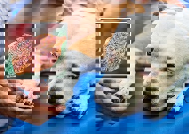 کرم های انگلی ای که در بدن حیوانات خانگی زندگی میکنند!